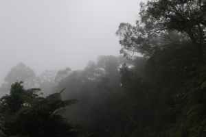 Cloud Forest Vuria